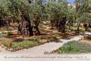 Garden of Gethsemene-0527.jpg